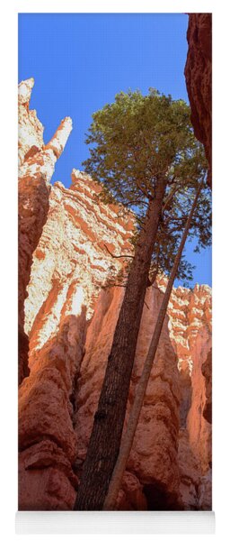 Tree Reaches Skyward In Bryce Canyon National Park Yoga Mat