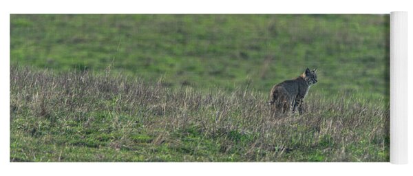 Bobcat in Grassy Field Yoga Mat