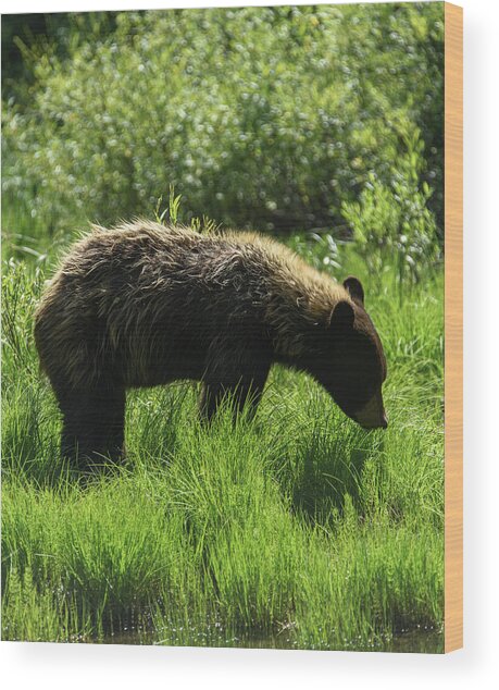 Solitary Bear In Grand Teton National Park Wood Print