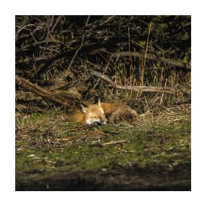 Peaceful Fox in Sunlit Meadow by Brandon Wichmann