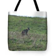 Bobcat in Point Reyes Tote Bag by Brandon Wichmann