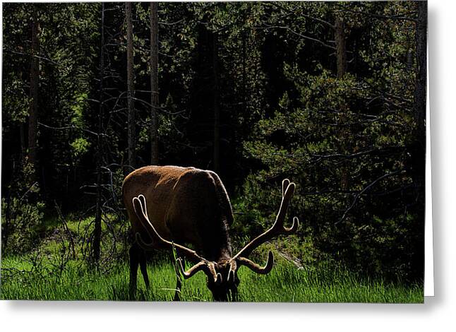 Elk Grazing In A Sunlit Forest In Grand Teton National Park Greeting Card