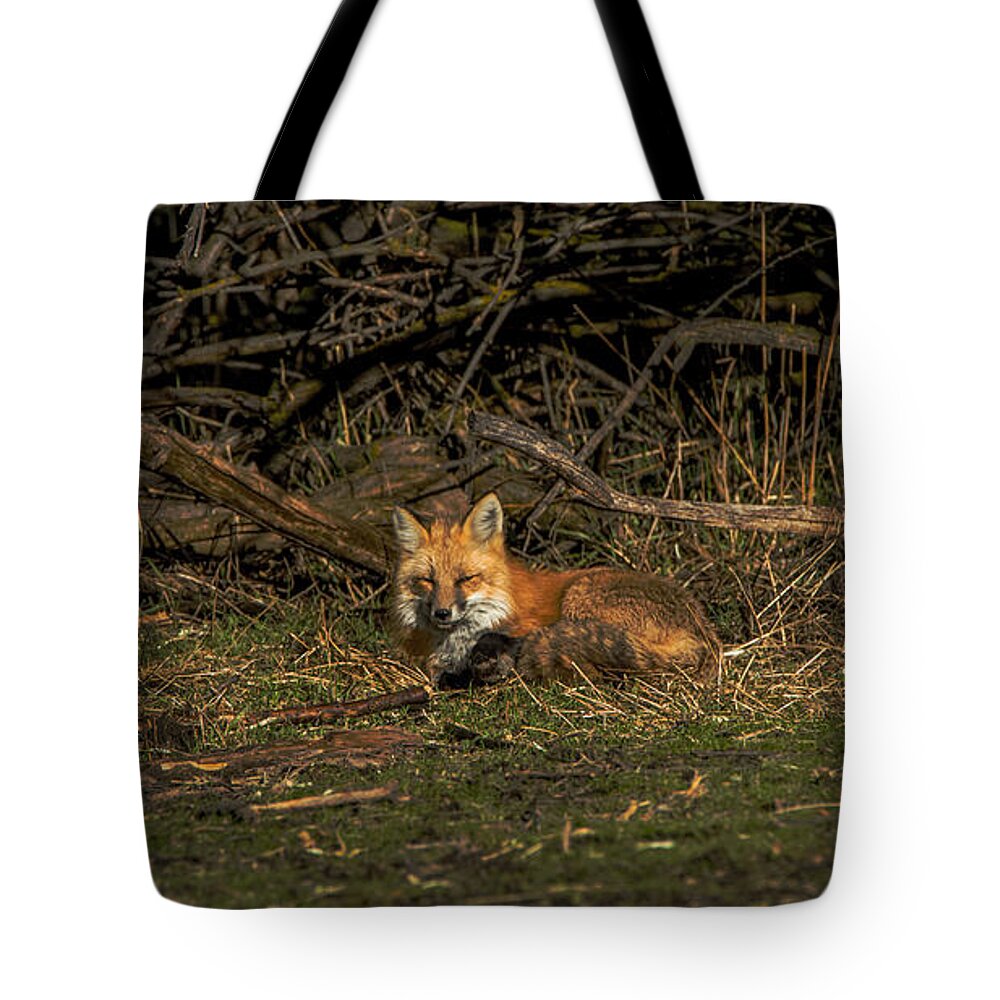Fox Resting In Sunlit Clearing Tote Bag