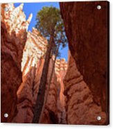 Tree Reaches Skyward In Bryce Canyon National Park Acrylic Print