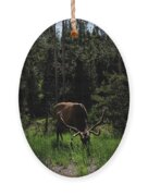 Elk Grazing In A Sunlit Forest In Grand Teton National Park Ornament