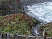 Rocky Coastline With Vibrant Foliage Jigsaw Puzzle