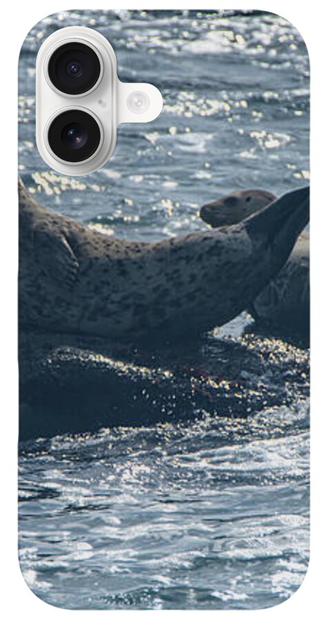 Seals Resting On Rocky Shoreline iPhone Case