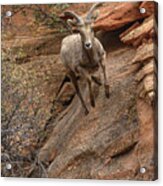 Big Horn Sheep Agile Descent In Zion National Park Acrylic Print
