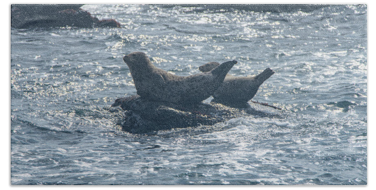Seals Resting On Rocky Shoreline Hand Towel
