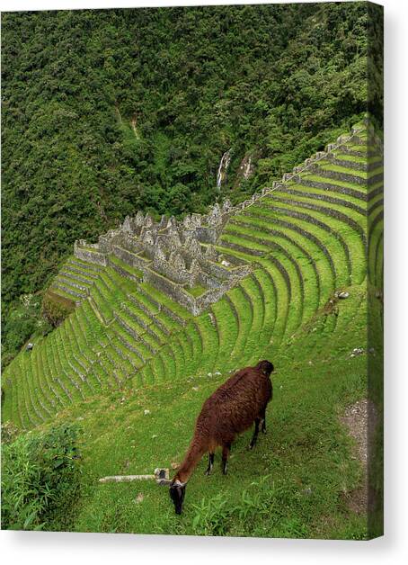 Winay Wayna with Grazing Llama Canvas Art Print by Brandon Wichmann