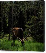 Elk Grazing In A Sunlit Forest In Grand Teton National Park Canvas Print
