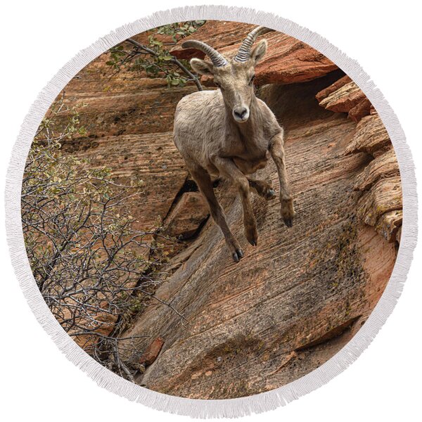 Big Horn Sheep Agile Descent In Zion National Park Round Beach Towel