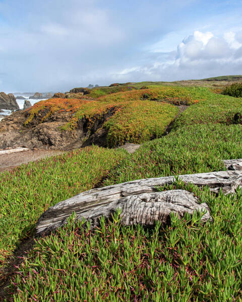 Coastal Landscape with Driftwood Art Print