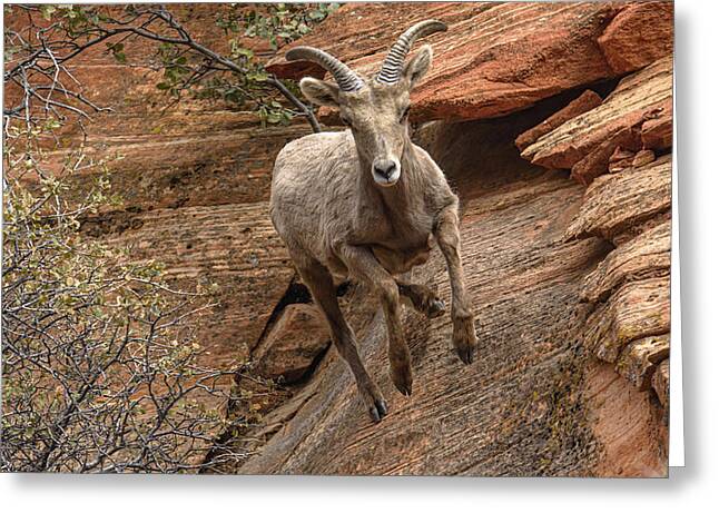 Big Horn Sheep Agile Descent In Zion National Park Greeting Card