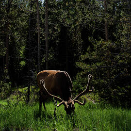 Elk Grazing in a Sunlit Forest in Grand Teton National Park by Brandon Wichmann