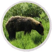 Solitary Bear In Grand Teton National Park Round Beach Towel