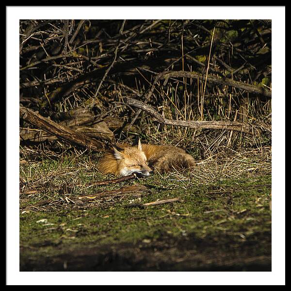 Peaceful Fox In Sunlit Meadow Framed Print