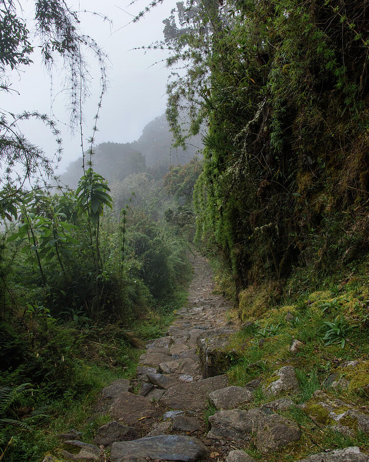 Misty Forest Pathway on the Inca Trail