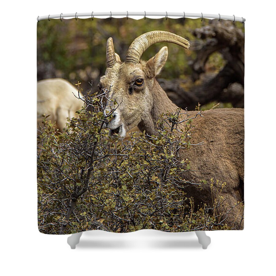 Mountain Goats in Natural Habitat Shower Curtain