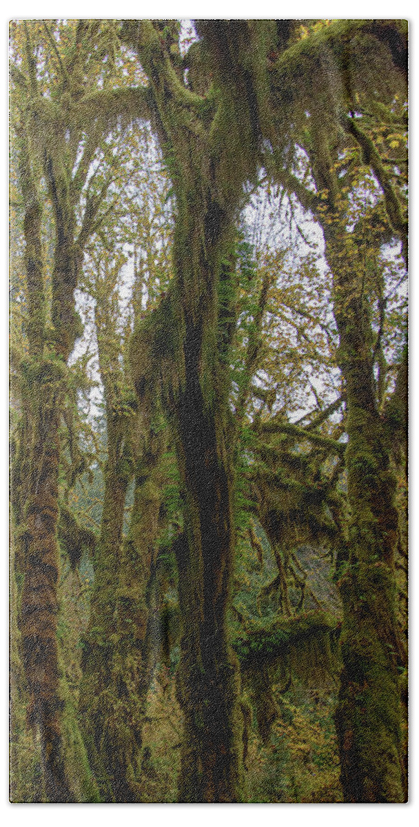 Moss-Covered Trees in a Dense Forest Bath Towel