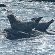 Seals Resting On Rocky Shoreline Poster