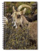 Mountain Goats in Natural Habitat Spiral Notebook