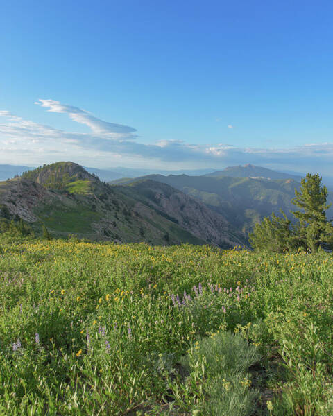 Mountain View with Wildflowers Art Print