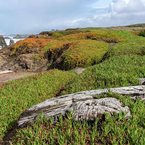 Coastal Landscape with Driftwood by Brandon Wichmann Coastal Landscape with Driftwood by Brandon Wichmann