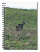 Bobcat in Grassy Field Spiral Notebook