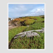 Coastal Landscape with Driftwood Sticker