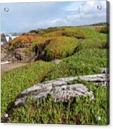 Coastal Landscape with Driftwood Acrylic Print