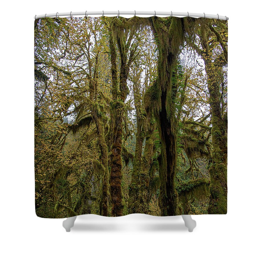 Moss-Covered Trees in a Dense Forest Shower Curtain