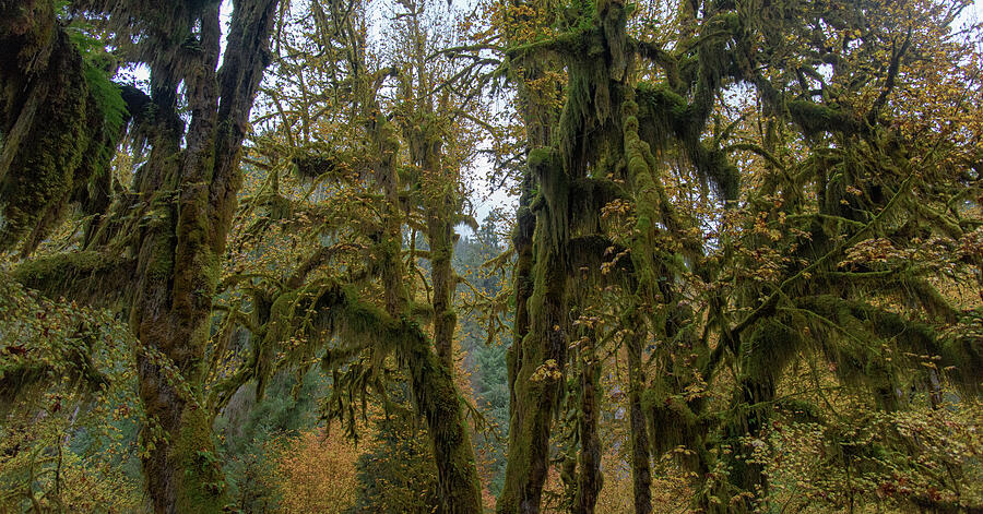 Moss-Covered Forest Trees Photograph - Moss-Covered Forest Trees by Brandon Wichmann