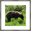Solitary Bear In Grand Teton National Park Framed Print