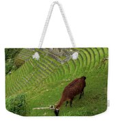 Winay Wayna With Grazing Llama Weekender Tote Bag