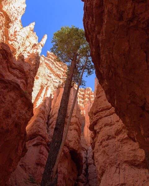 Tree Reaches Skyward In Bryce Canyon National Park Poster