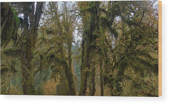 Moss-Covered Forest Trees Wood Print