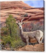 Big Horn Sheep In Zion National Park Canvas Print