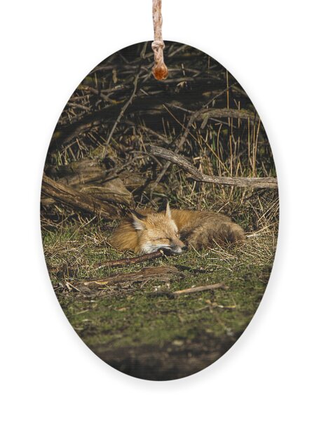 Peaceful Fox in Sunlit Meadow Ornament by Brandon Wichmann