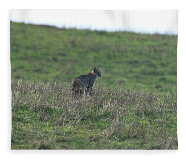 Bobcat in Grassy Field Fleece Blanket