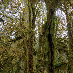 Moss-Covered Trees in a Dense Forest by Brandon Wichmann