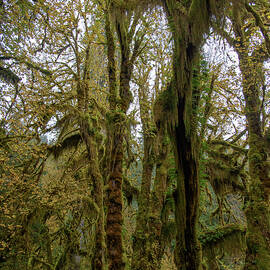 Moss-Covered Trees in a Dense Forest by Brandon Wichmann