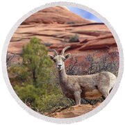 Big Horn Sheep In Zion National Park Round Beach Towel
