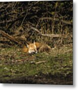 Peaceful Fox In Sunlit Meadow Metal Print