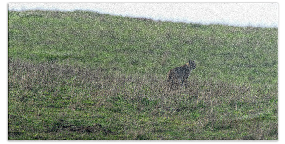Bobcat in Grassy Field Bath Towel