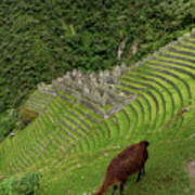 Winay Wayna With Grazing Llama Poster