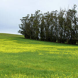 Rolling Hills with Blooming Wildflowers by Brandon Wichmann