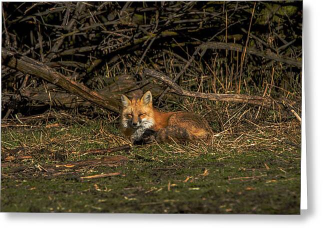 Fox Resting In Sunlit Clearing Greeting Card