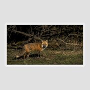 Fox In Sunlit Forest Clearing Sticker