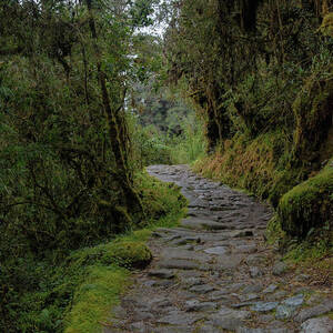 Moss-Covered Path Through Lush Forest on the Inca Trail by Brandon Wichmann